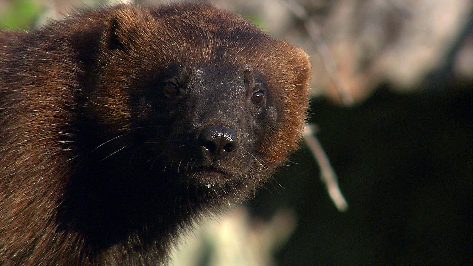 Wild Wolverine