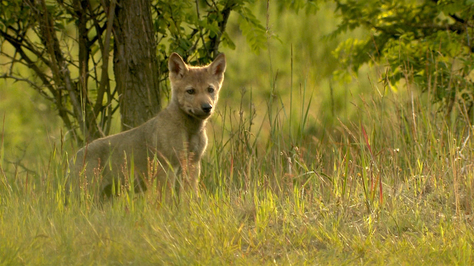 Germany's Wild Wolves - As They Really Are