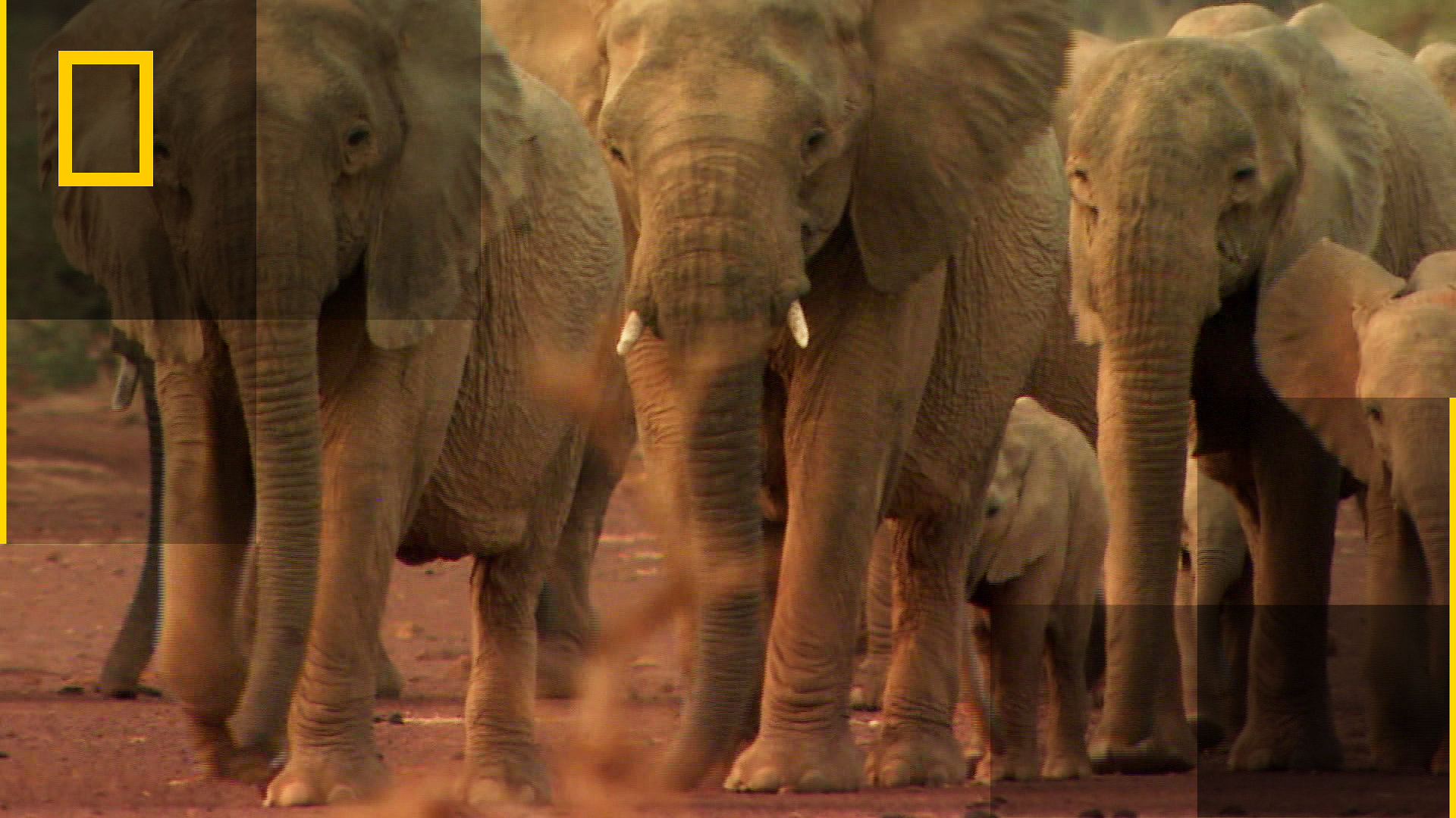 Nesten menneske: En elefants liv