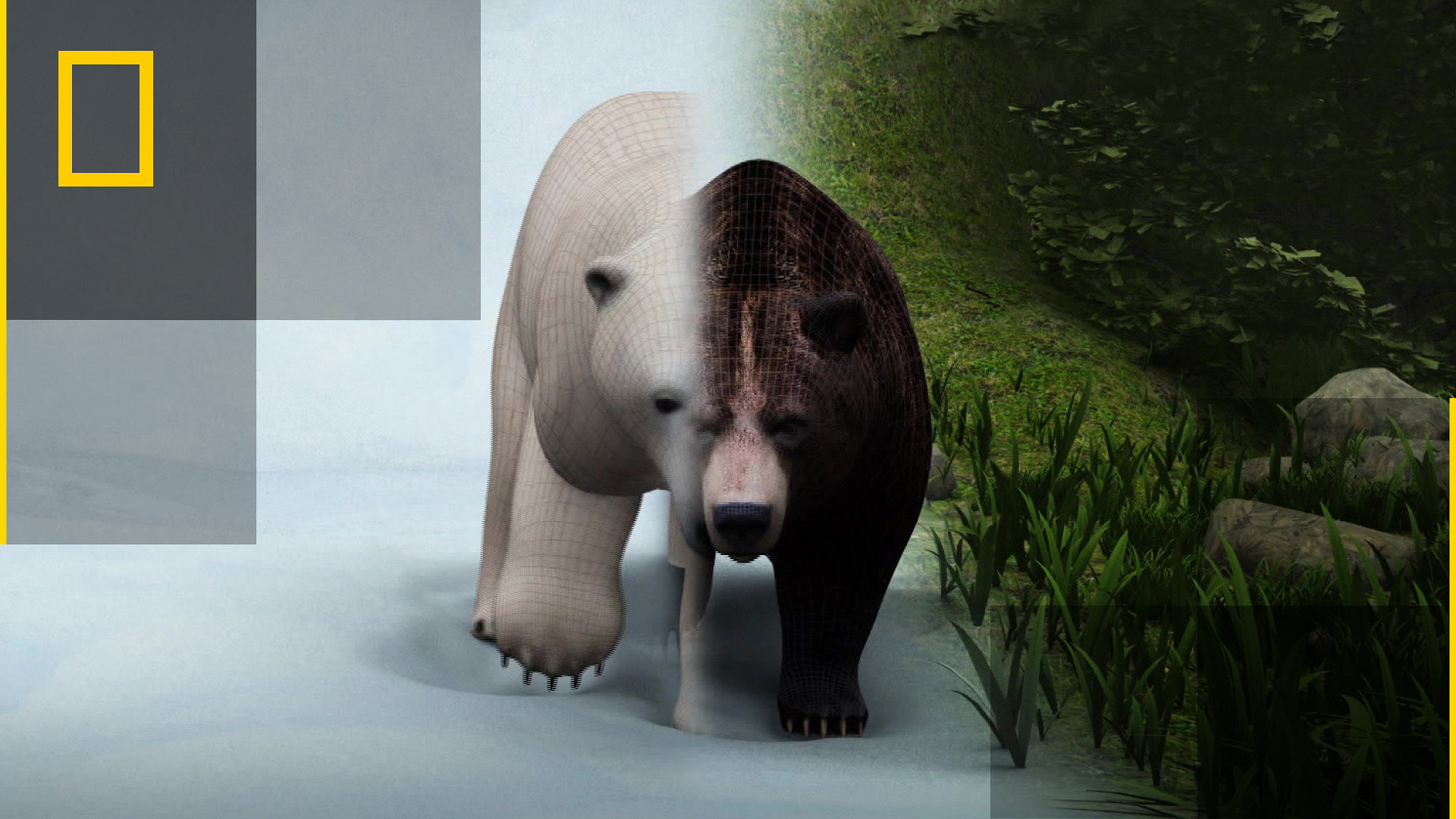 Isbjørner mot grizzlybjørner