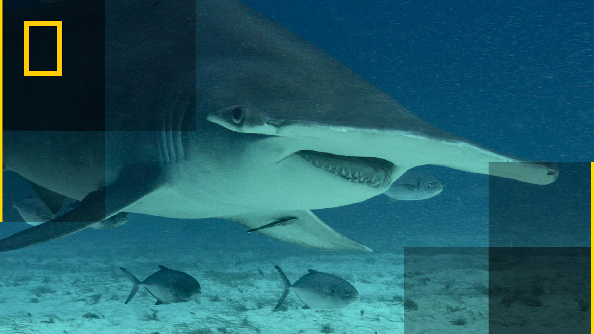 Bull Shark vs. Hammerhead