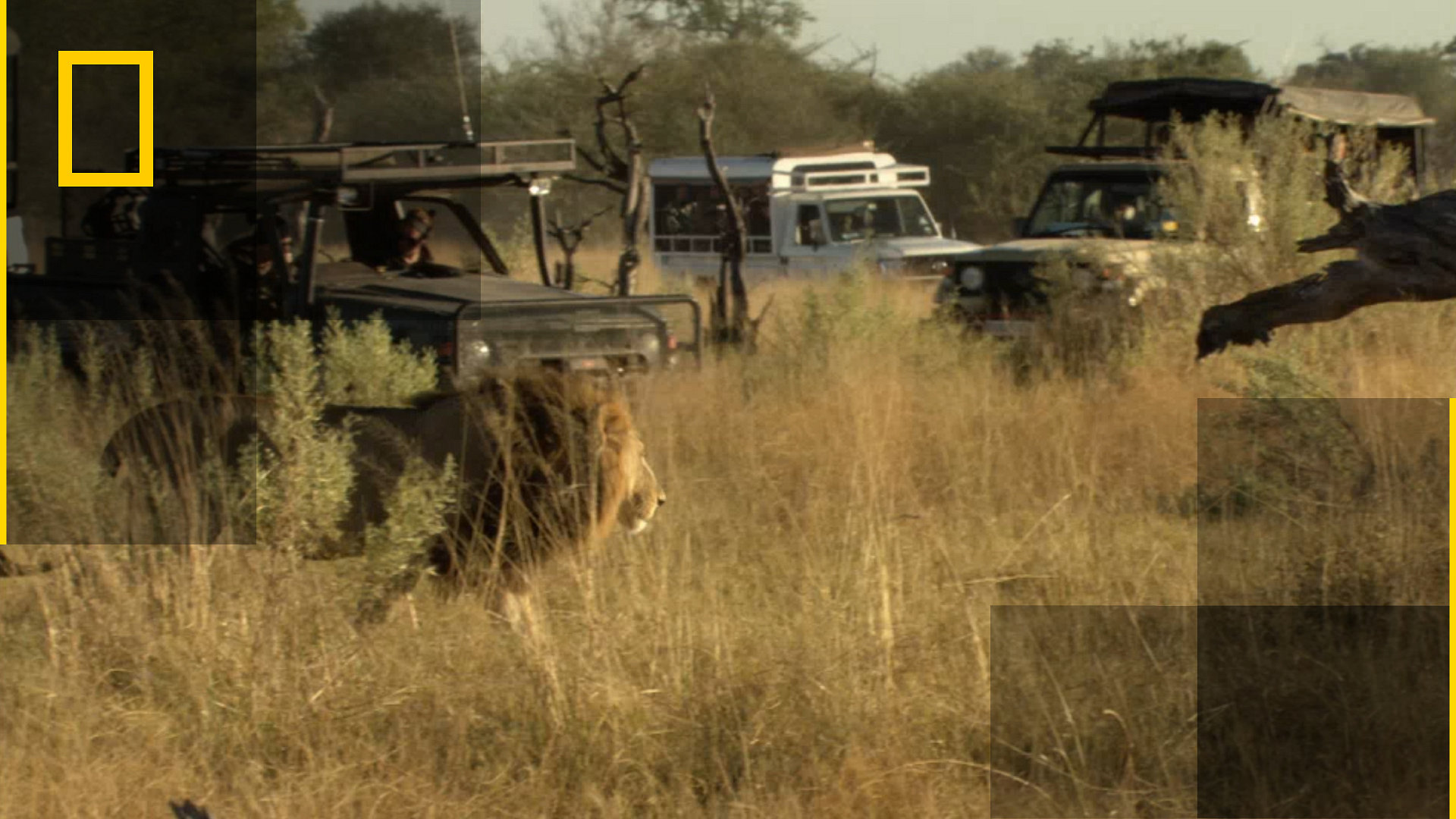 Lion V Buffalo