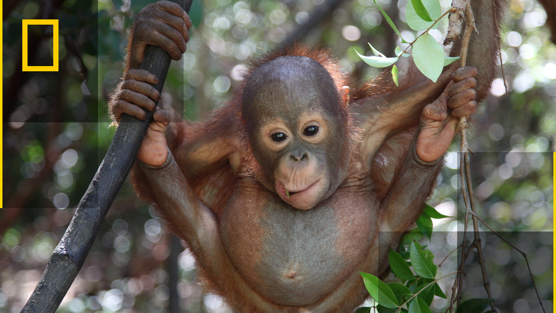 Operasjon orangutang