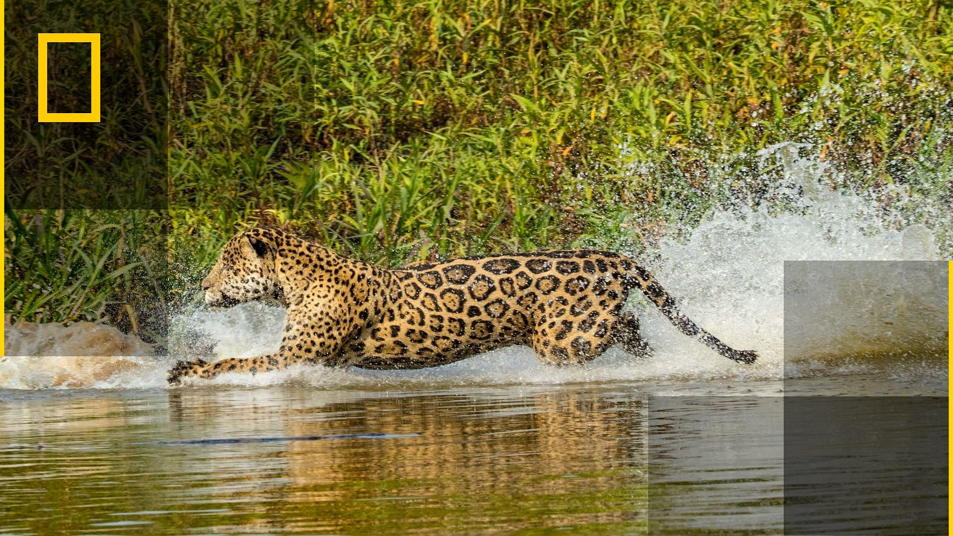 Jaguarer mot krokodiller