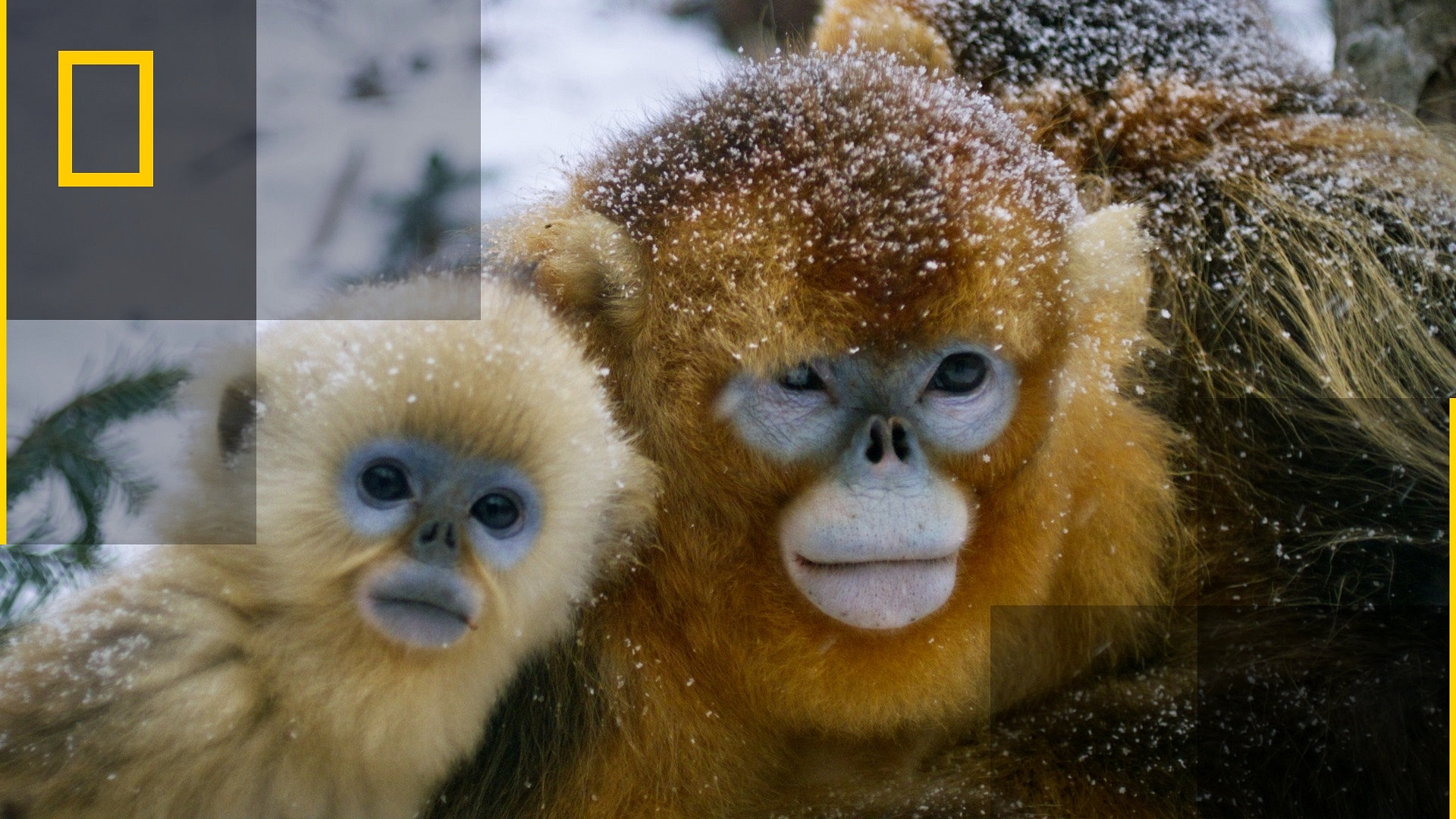 Golden Monkeys: Braving the Impossible