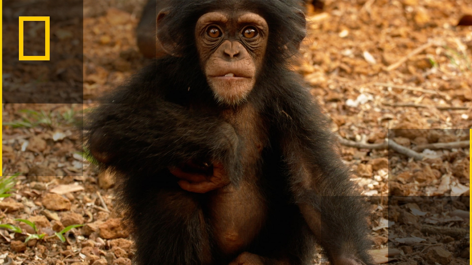 Sjimpanseskolen