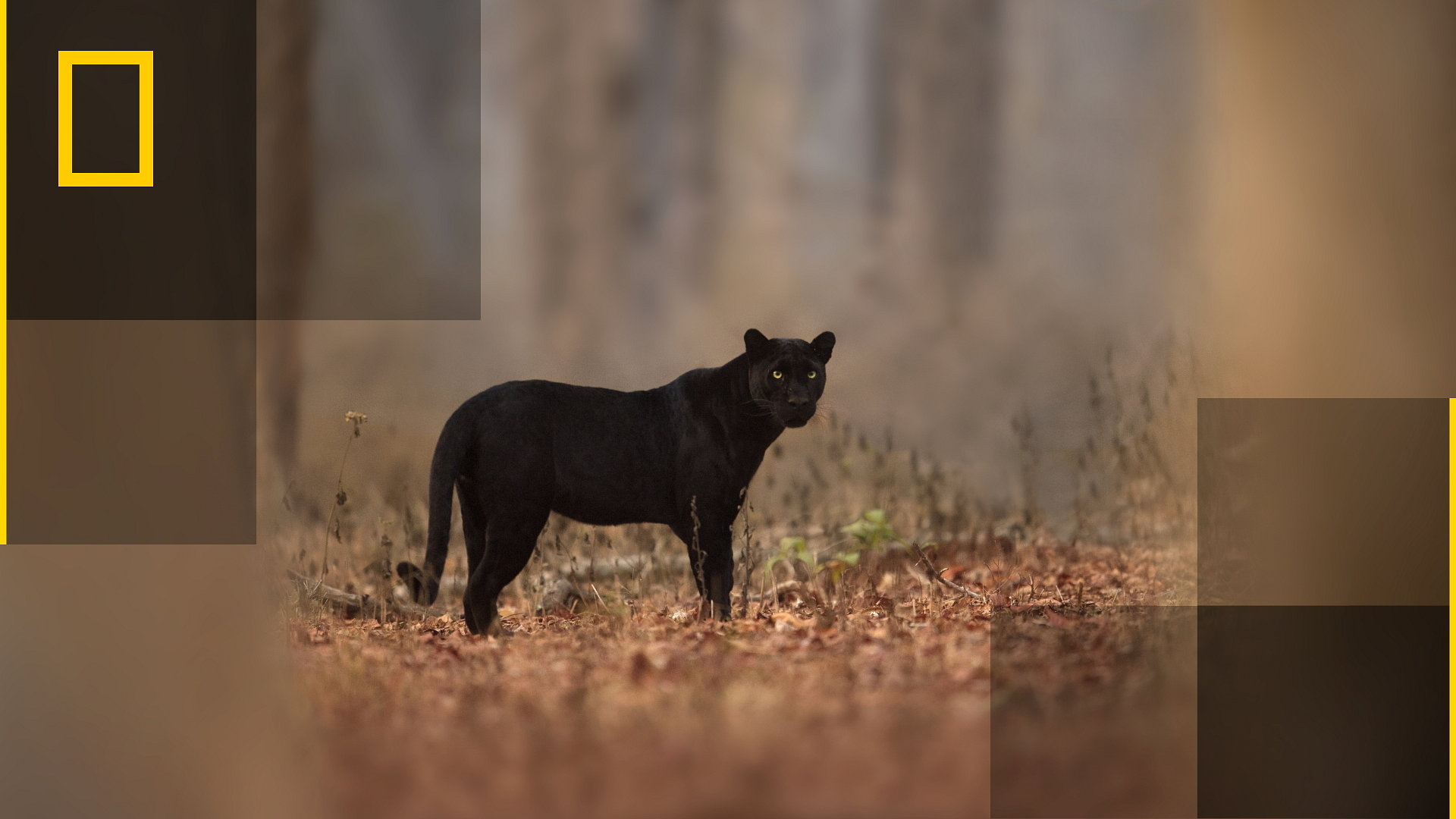 Virkelighetens svarte panter