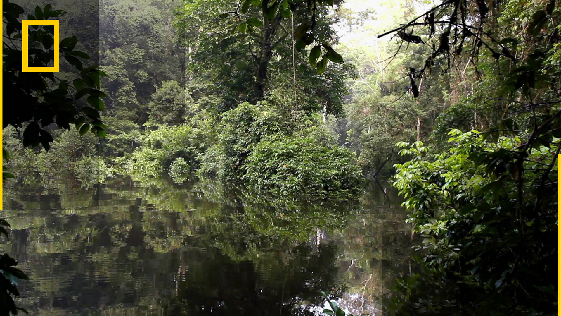 Amazon: The Great Flood
