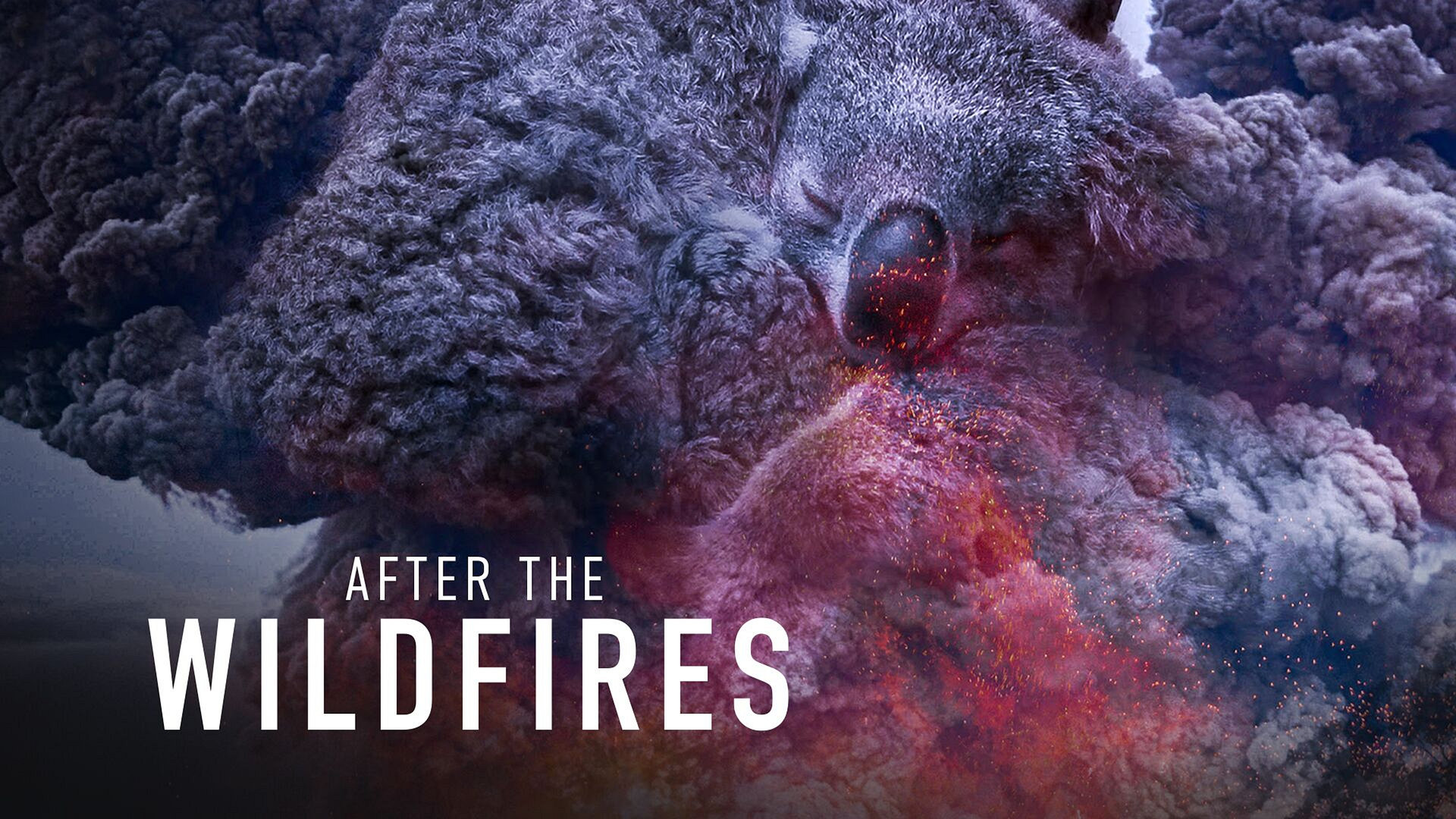 After the Wildfires