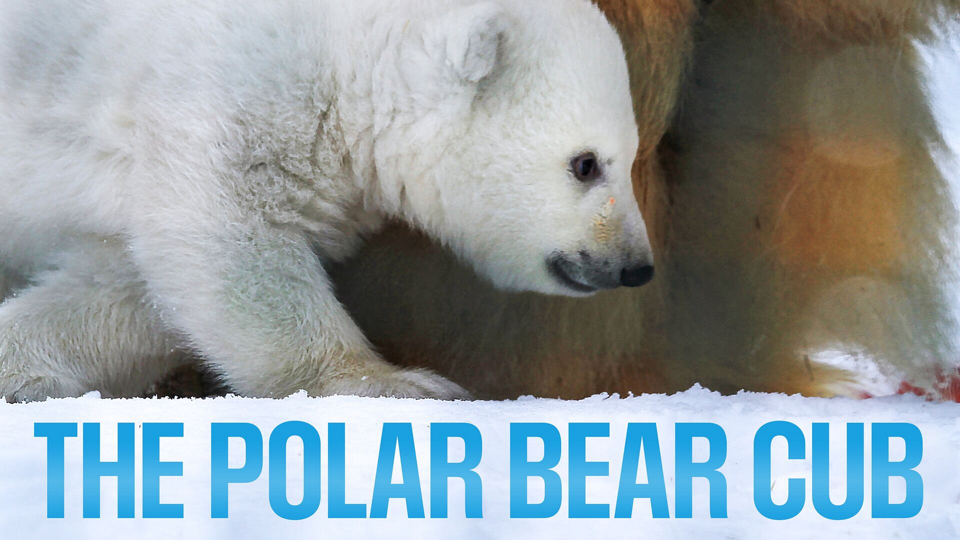 The Polar Bear Cub
