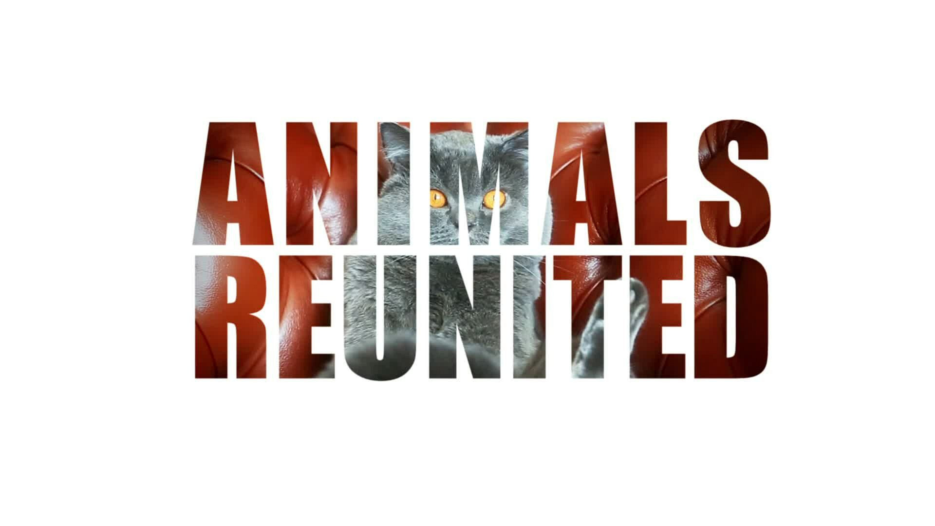 Animals Reunited