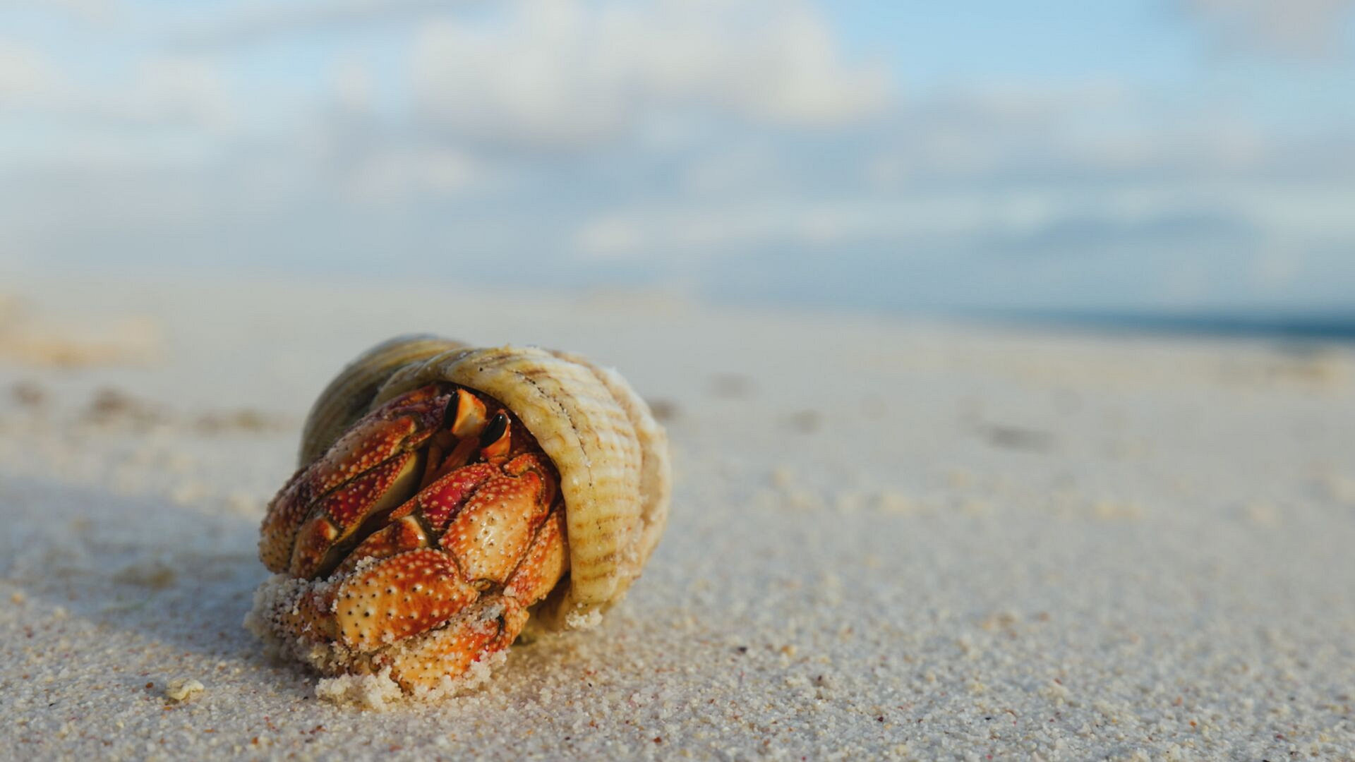 House Hunting Hermit Crabs