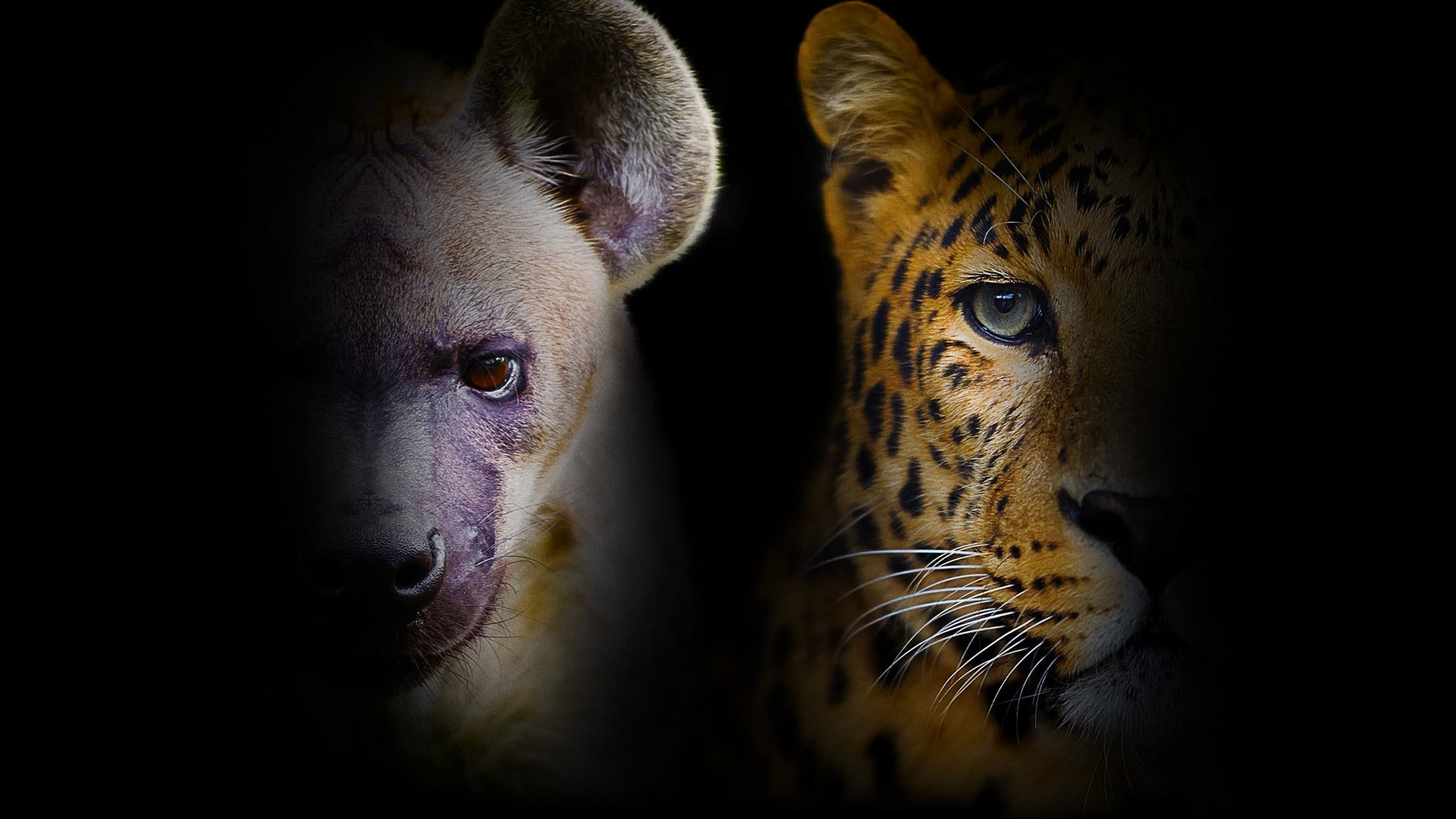 Öiset väijyjät: vaaniva jaguaari