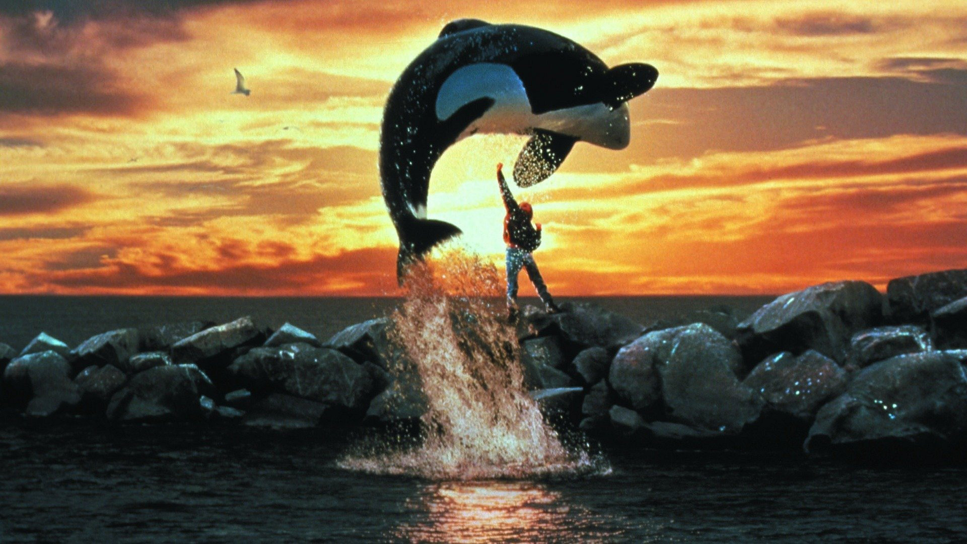 Free Willy - pelastakaa Willy