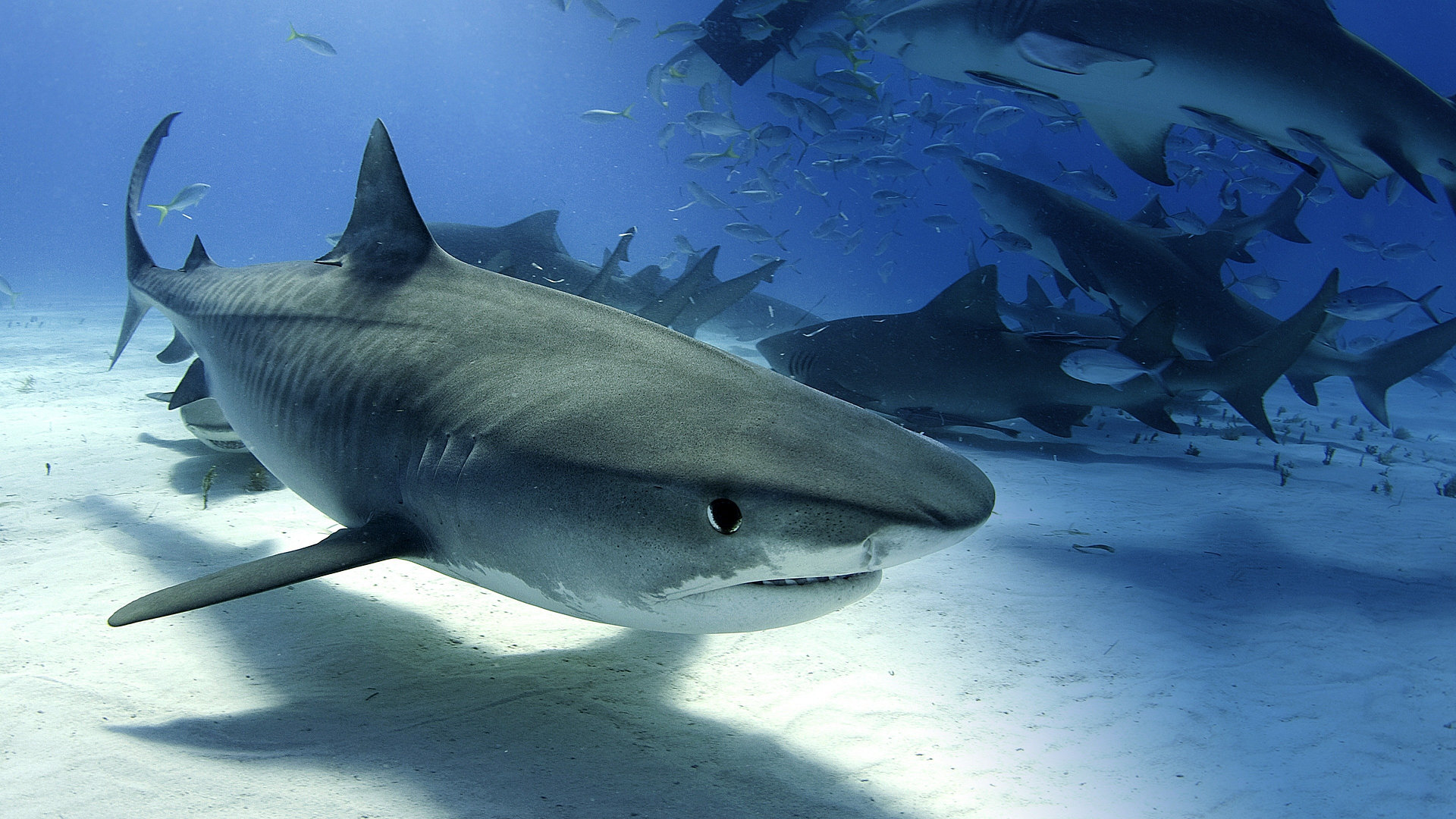 Tiger Shark Invasion