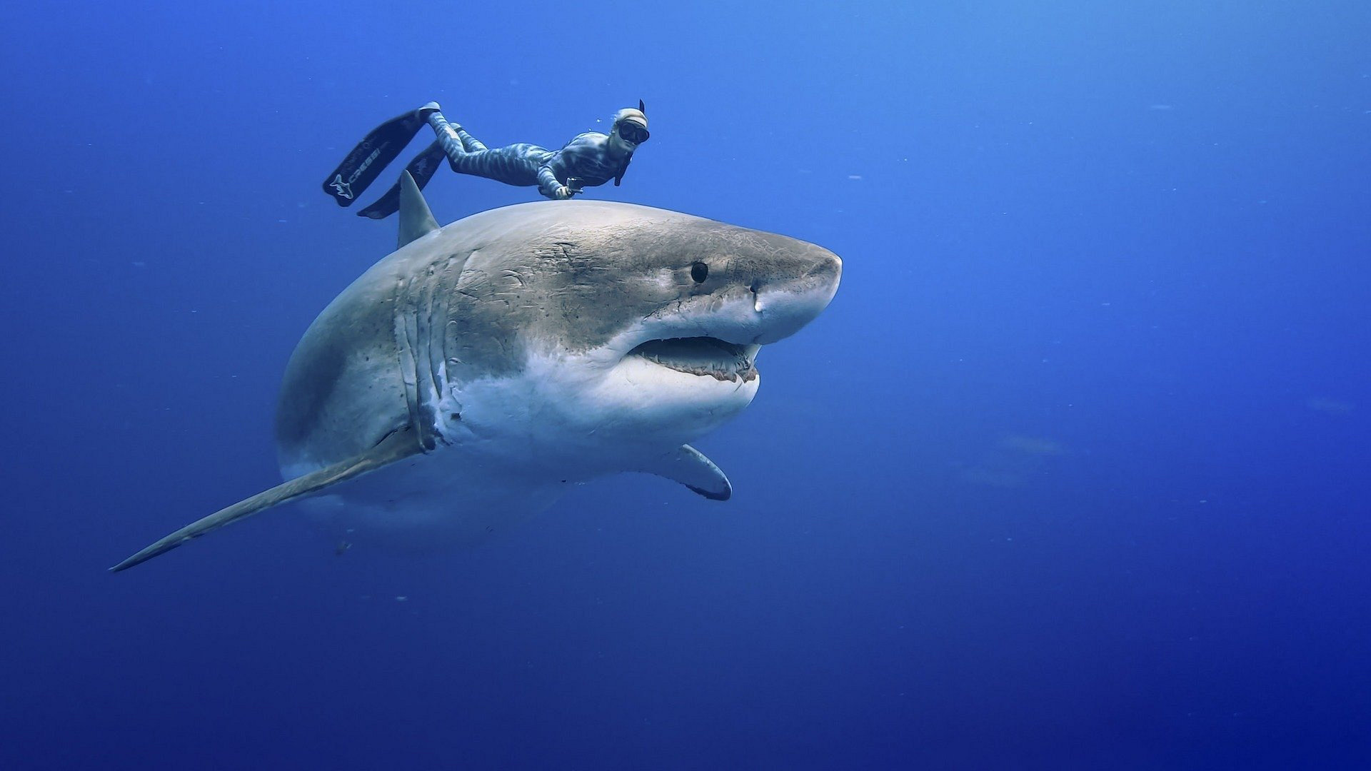 Envoy: Shark Cull