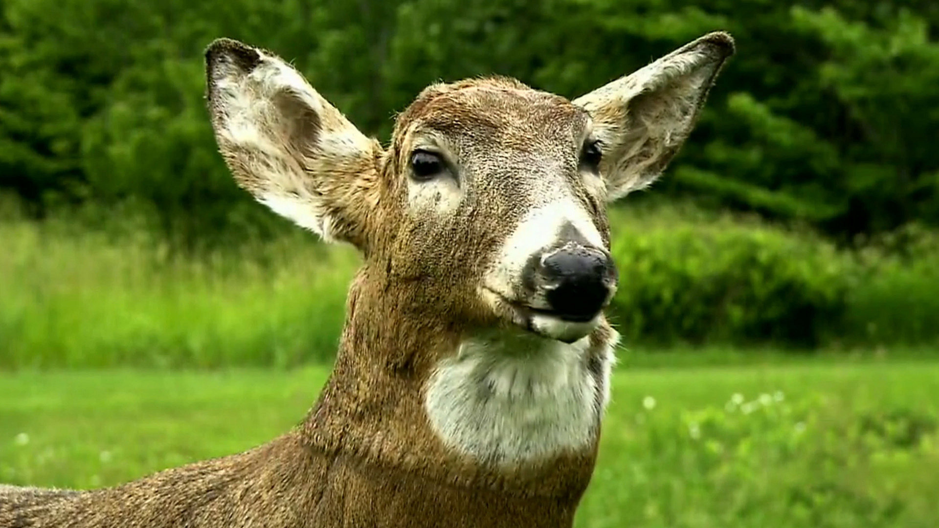 Robotic Hunting Decoys; Canned Tomatoes