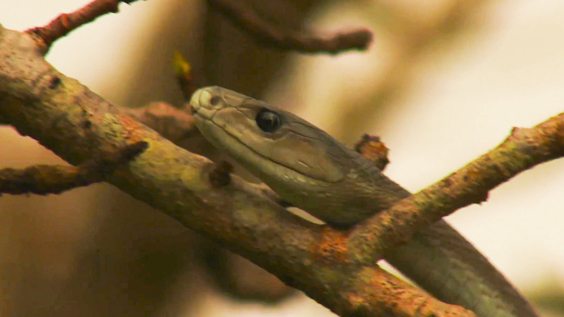 Africa’s Most Dangerous Snakes