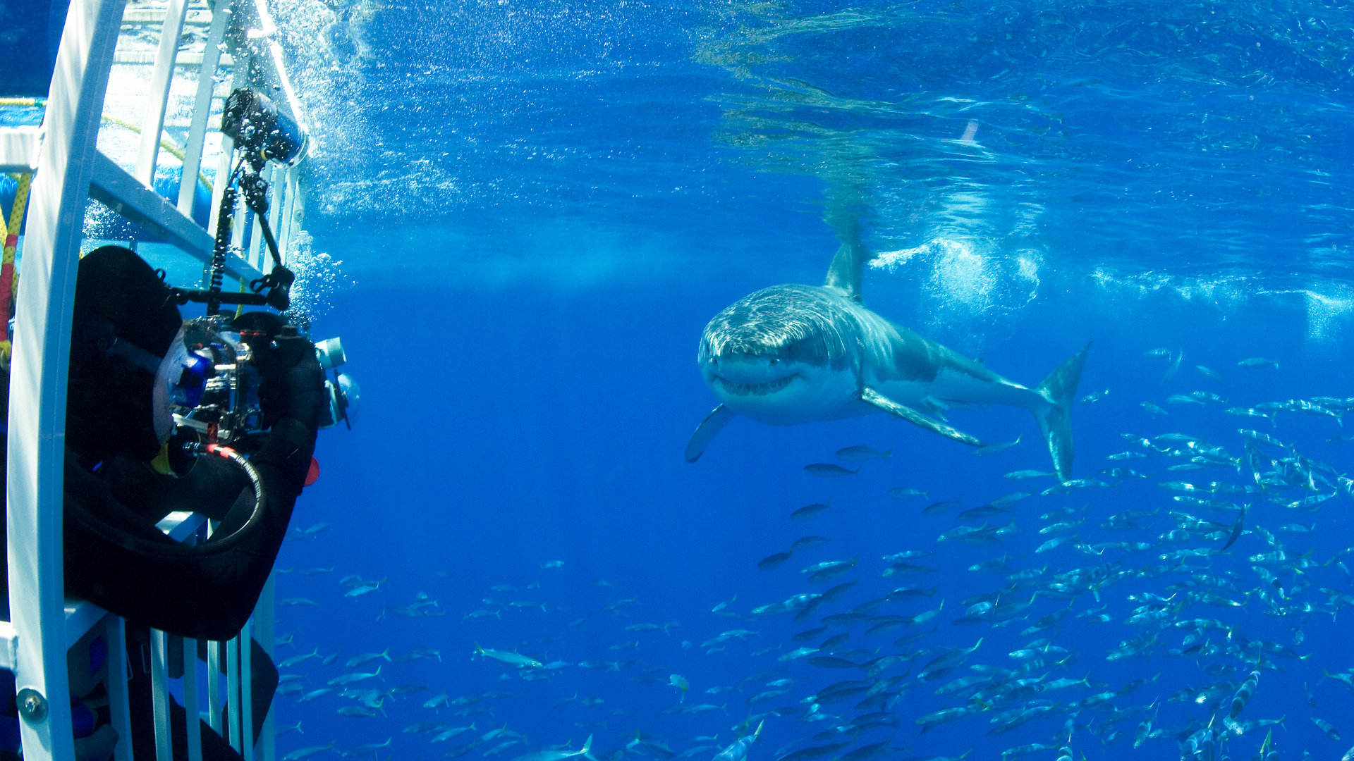 Cuba's Secret Shark Lair