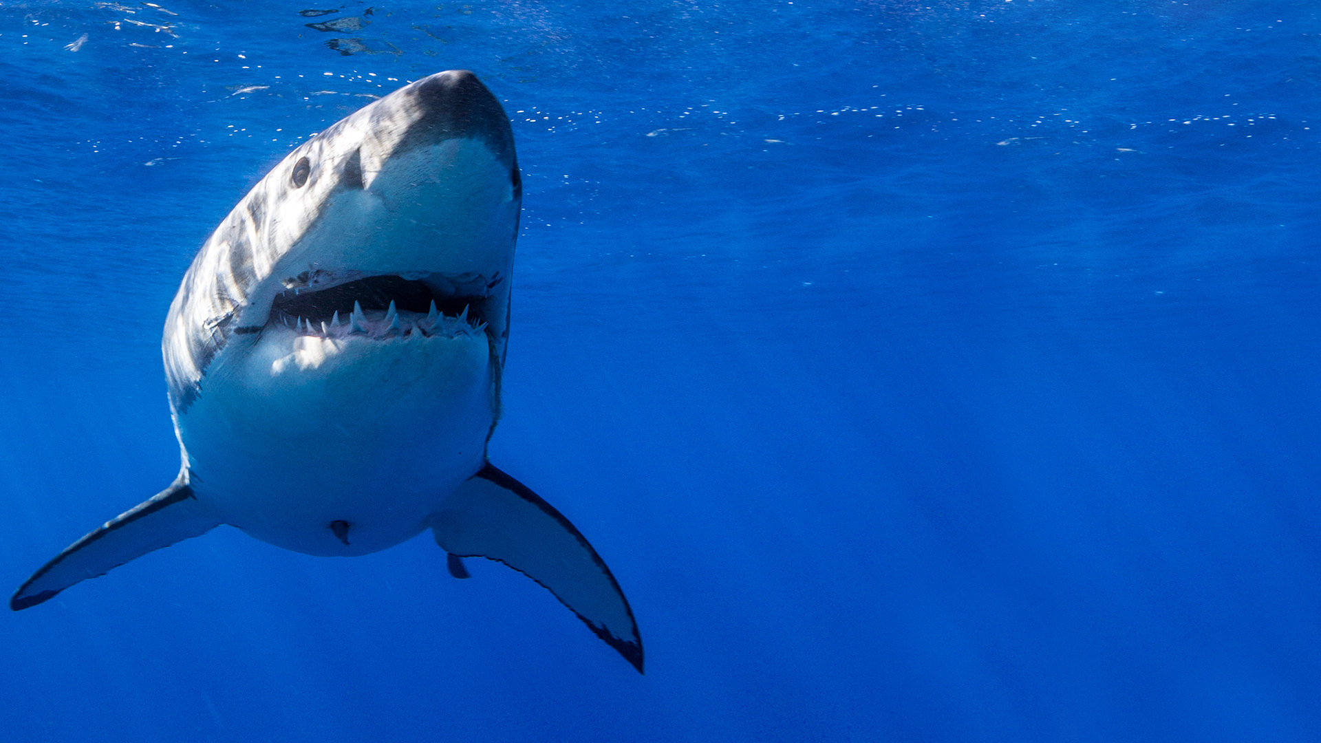 Great White Shark Babies