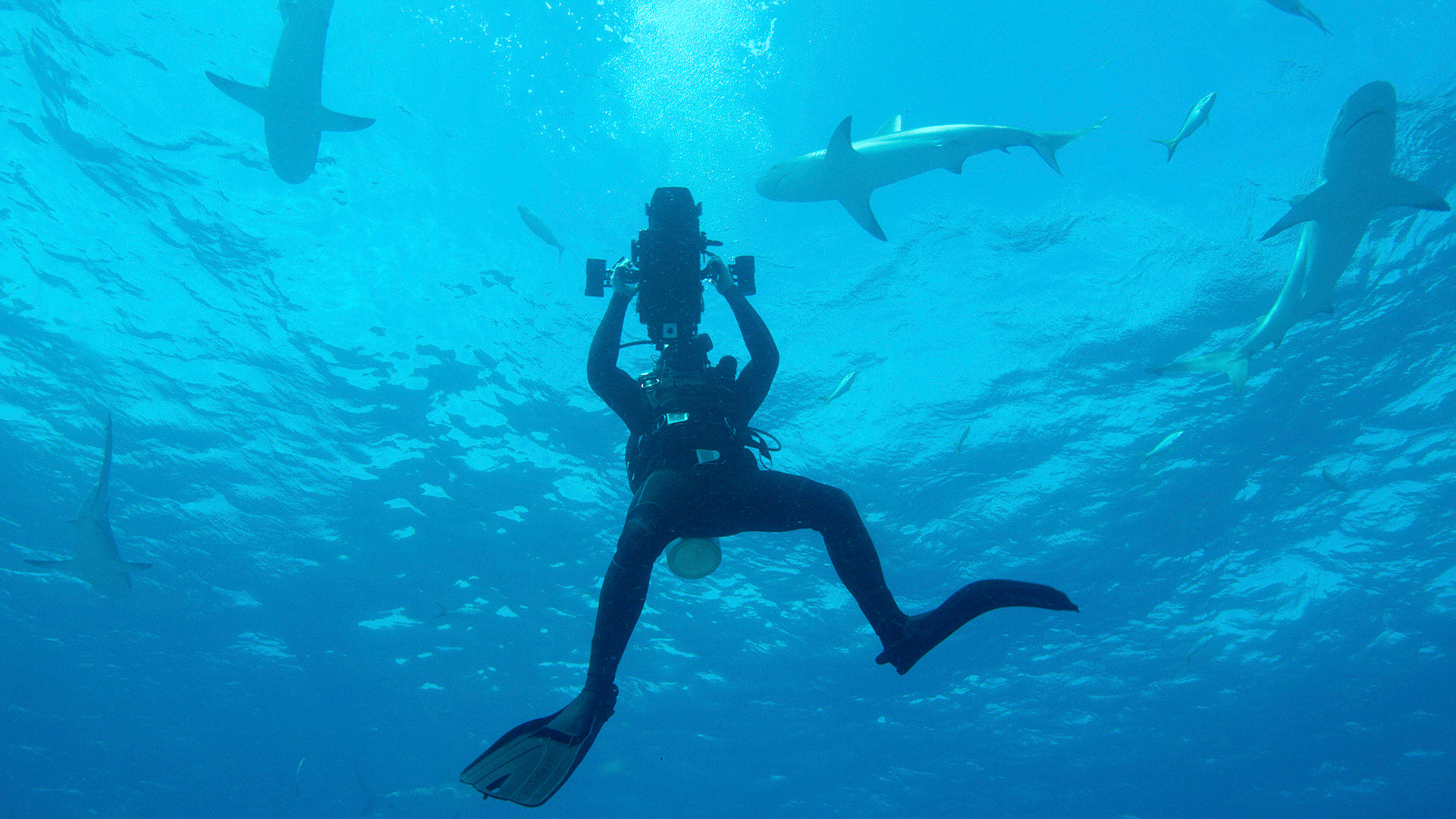 Sharks Of Ghost Island