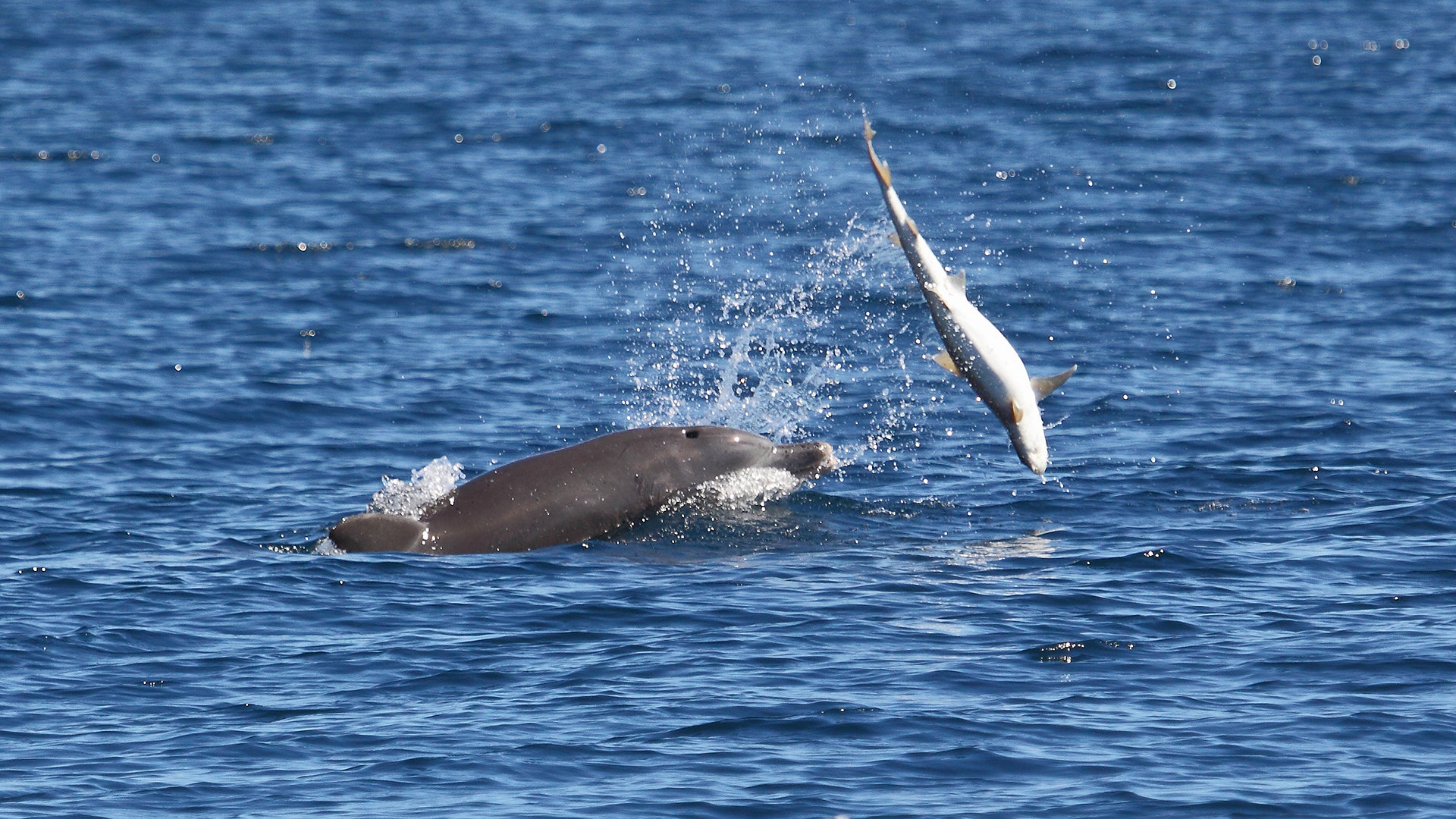 Sharks Vs Dolphins: Face Off