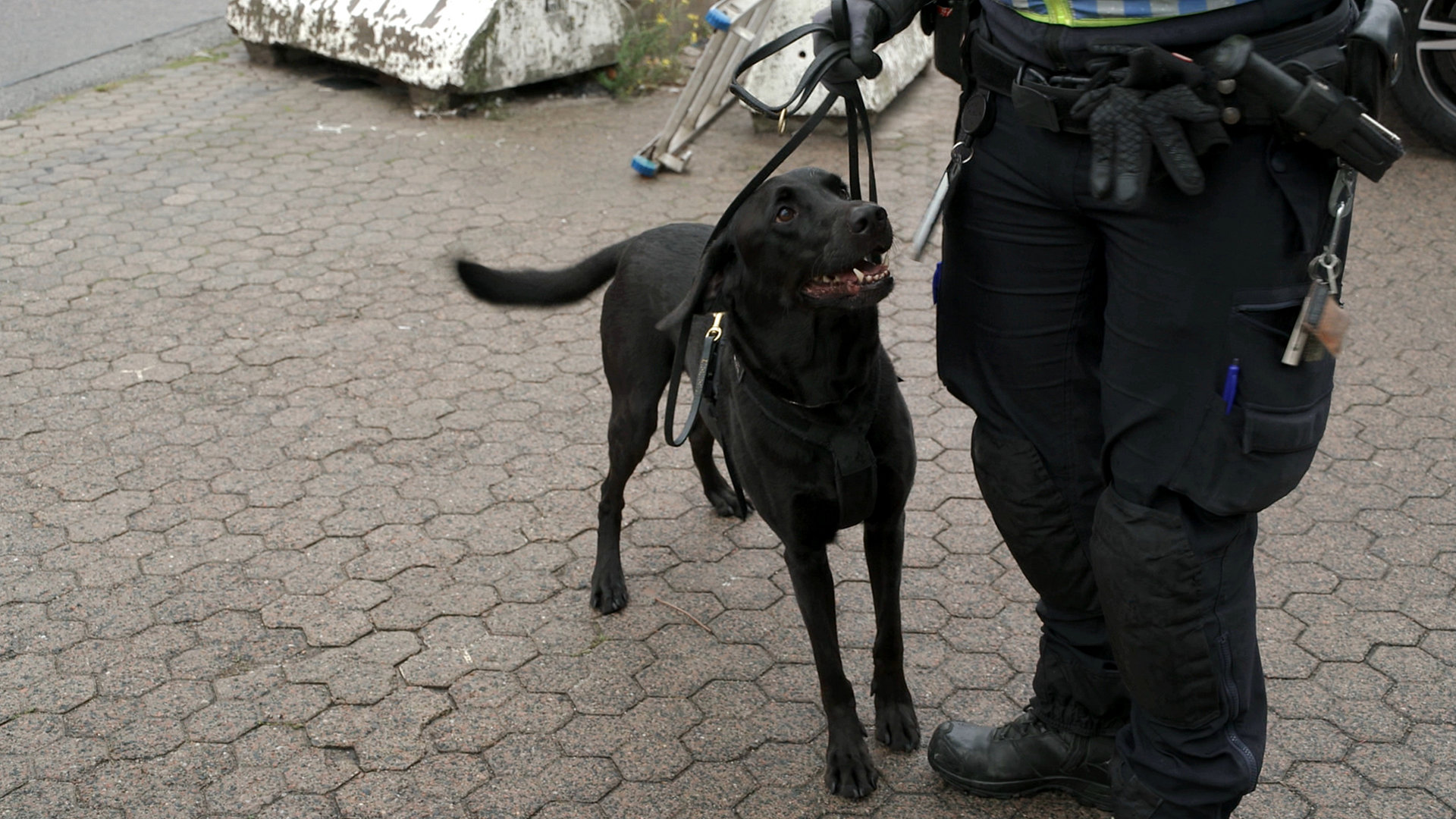 En tollhund kan man ikke lure