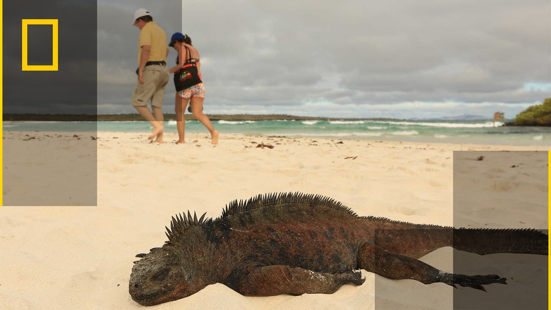 Galapagos