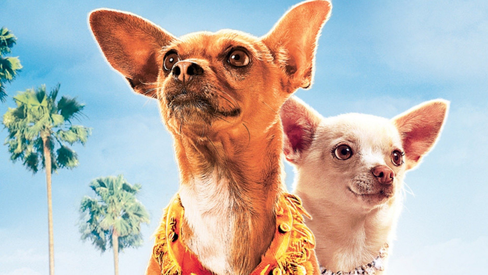 Beverly Hills Chihuahua