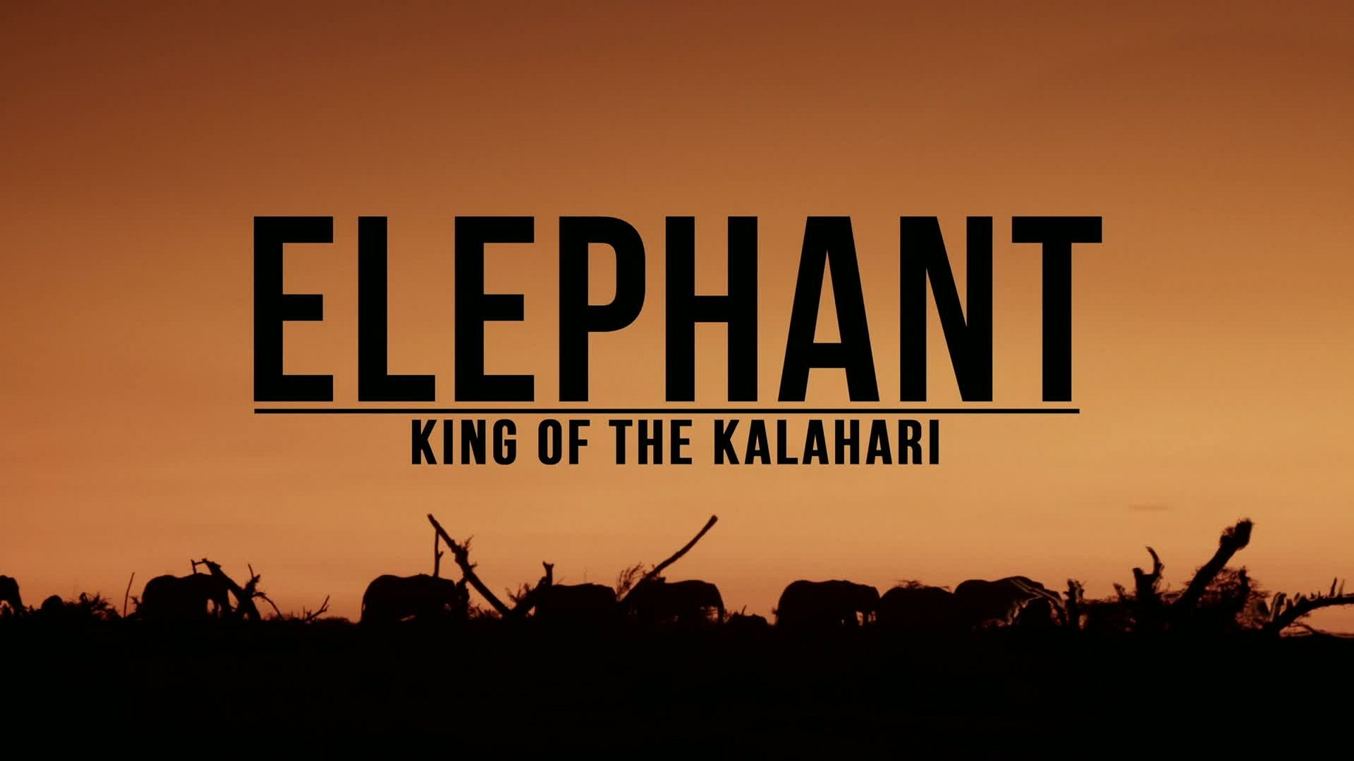 Elephant: King of the Kalahari