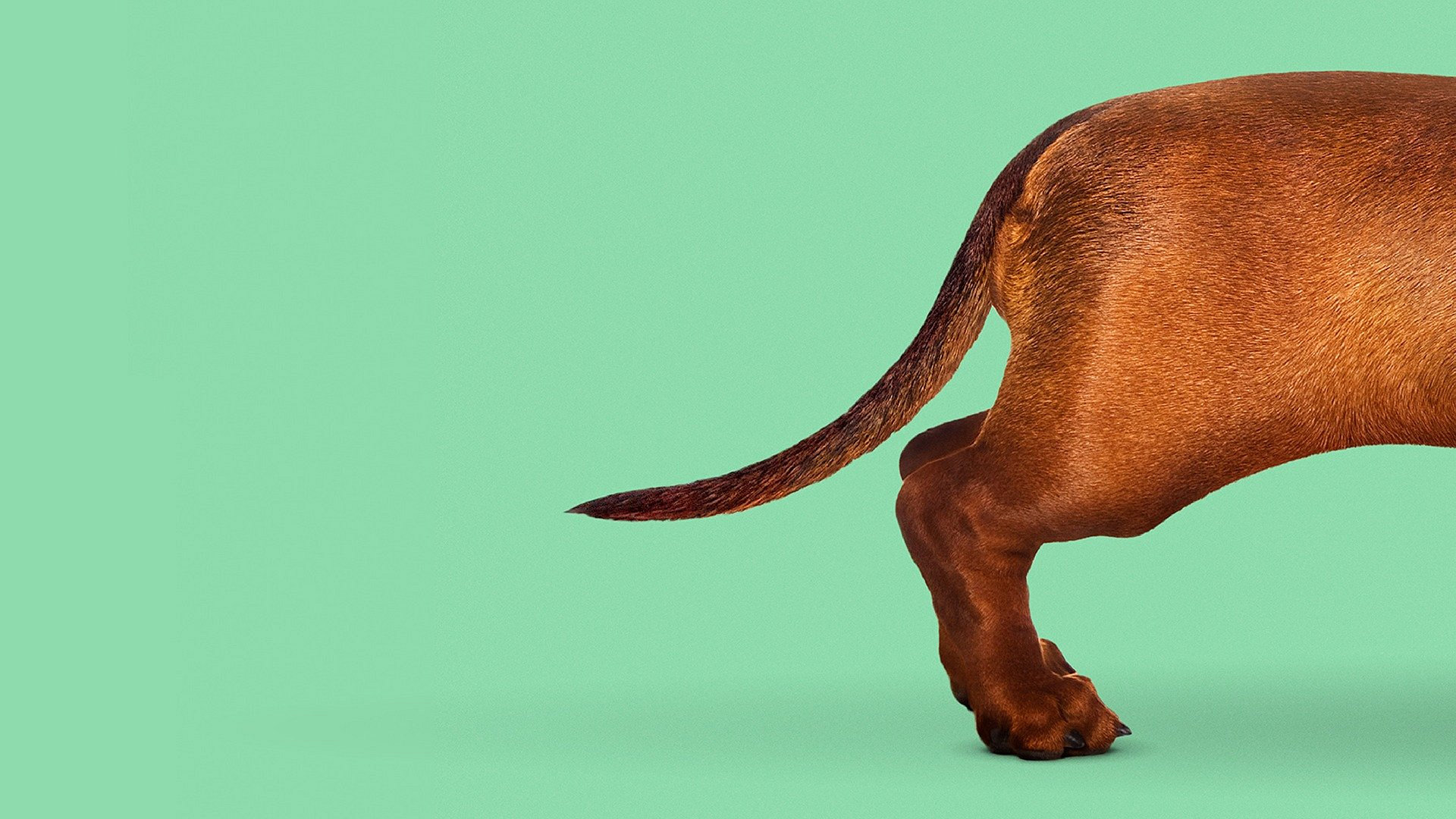 Wiener dog